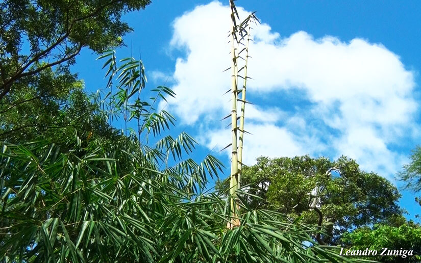 BAMBU2